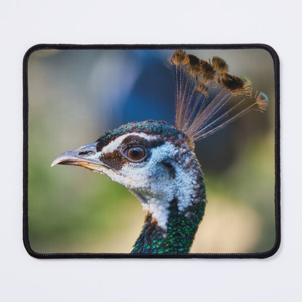Item preview, Indian peafowl portrait with iridescent green feathers and crest designed and sold by RastislavS.