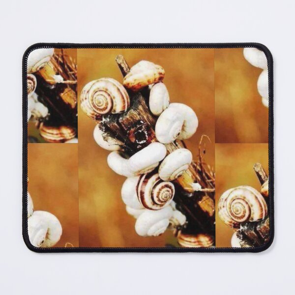 Item preview, White Snails on a Branch - Macro Nature Photography | Golden Autumn Snail Shell Cluster designed and sold by artofuniverse.