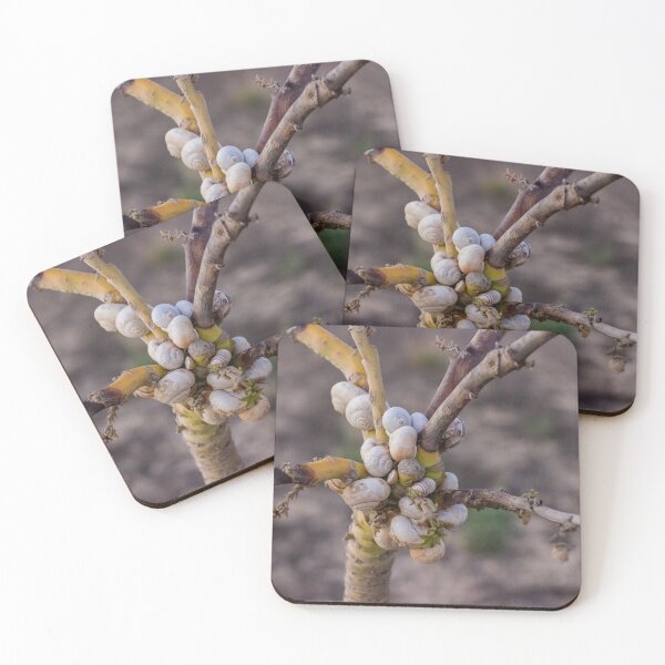Item preview, Cluster Of White Garden Snails On Young Tree Branches Showing Infestation And Texture designed and sold by Nmallia.