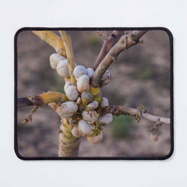 Item preview, Cluster Of White Garden Snails On Young Tree Branches Showing Infestation And Texture designed and sold by Nmallia.
