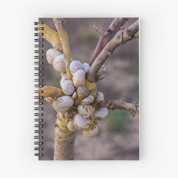 Item preview, Cluster Of White Garden Snails On Young Tree Branches Showing Infestation And Texture designed and sold by Nmallia.