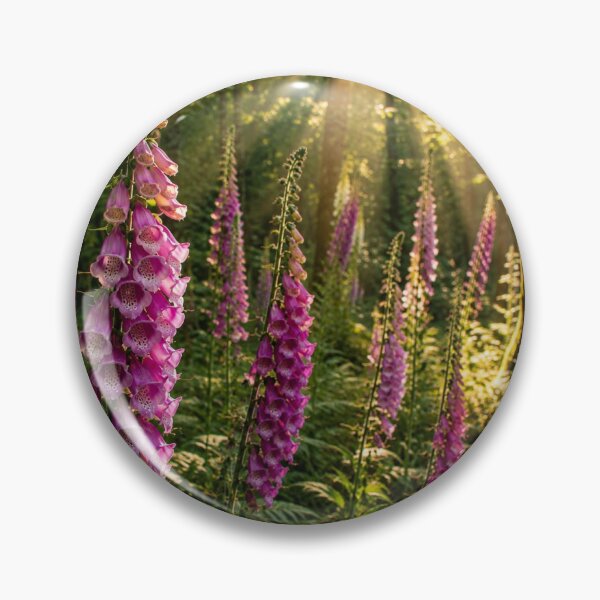 Item preview, Foxgloves in Golden Light – Surrey Woodland Photography designed and sold by ThatSurreyLife.