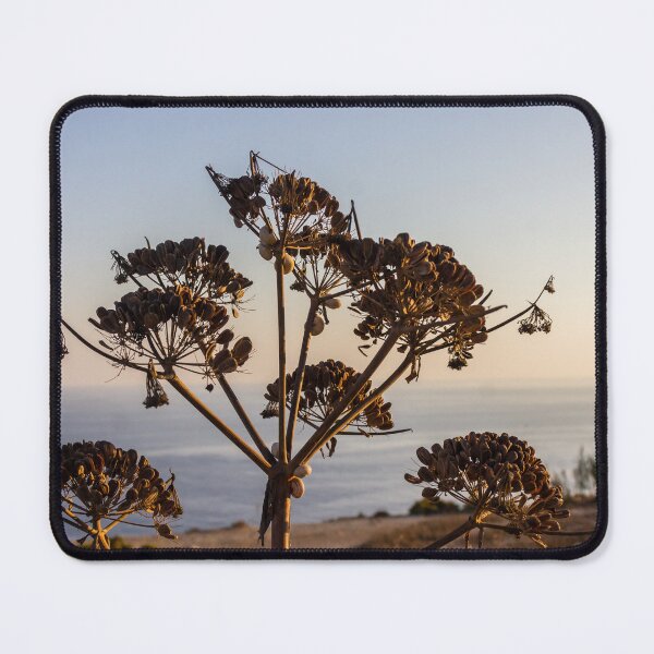 Item preview, Dried Umbel Seedheads Silhouette at Sunset Over Calm Coastal Sea and Rocky Shoreline designed and sold by Nmallia.