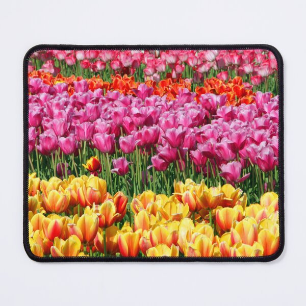 Item preview, Rainbow Tulip Fields – Colourful Spring Flower Photography designed and sold by ThatSurreyLife.