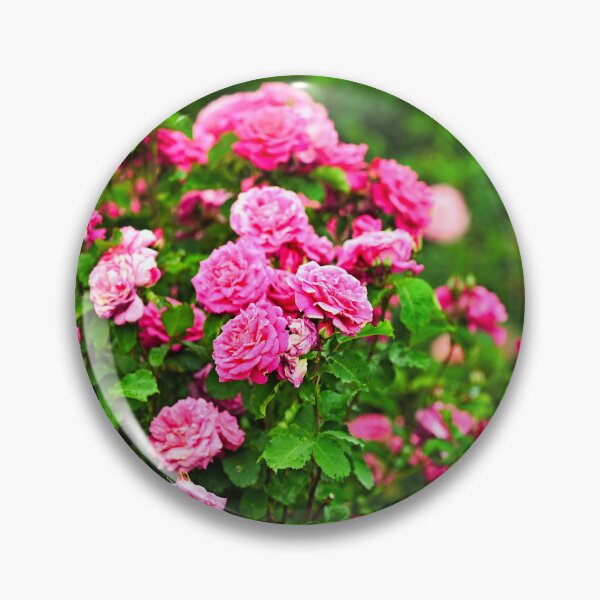 Item preview, Roses garden in spring, Volksgarten, Vienna, Austria designed and sold by goceris.