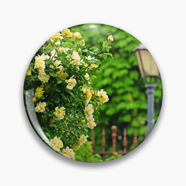 Item preview, Yellow roses garden in spring, Volksgarten, Vienna, Austria designed and sold by goceris.