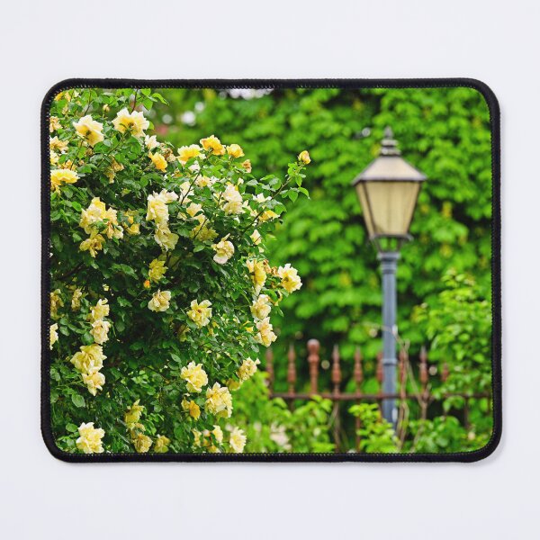 Item preview, Yellow roses garden in spring, Volksgarten, Vienna, Austria designed and sold by goceris.
