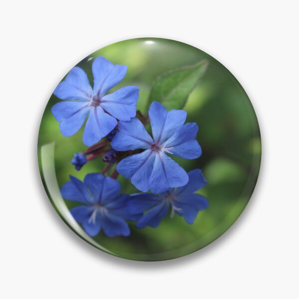 Item preview, Blue plumbago blossoms - Serene botanical nature photography designed and sold by Cha-s-lens.