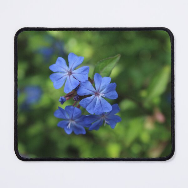 Item preview, Blue plumbago blossoms - Serene botanical nature photography designed and sold by Cha-s-lens.
