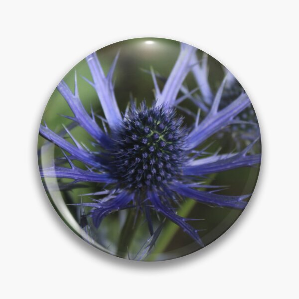 Item preview, Blue sea holly - Dramatic botanical flower photography designed and sold by Cha-s-lens.