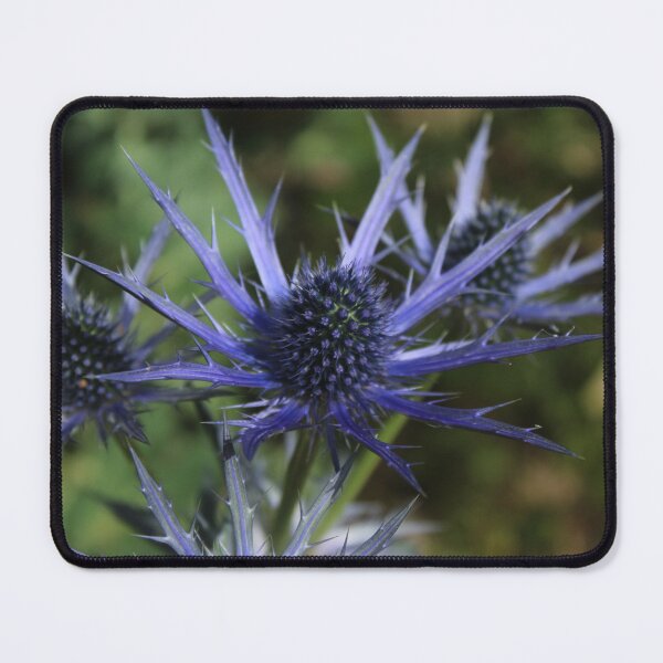 Item preview, Blue sea holly - Dramatic botanical flower photography designed and sold by Cha-s-lens.