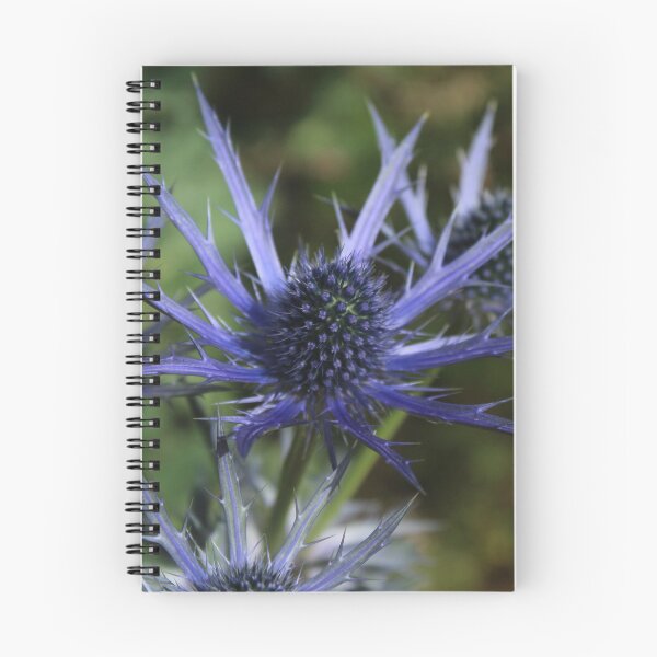 Item preview, Blue sea holly - Dramatic botanical flower photography designed and sold by Cha-s-lens.