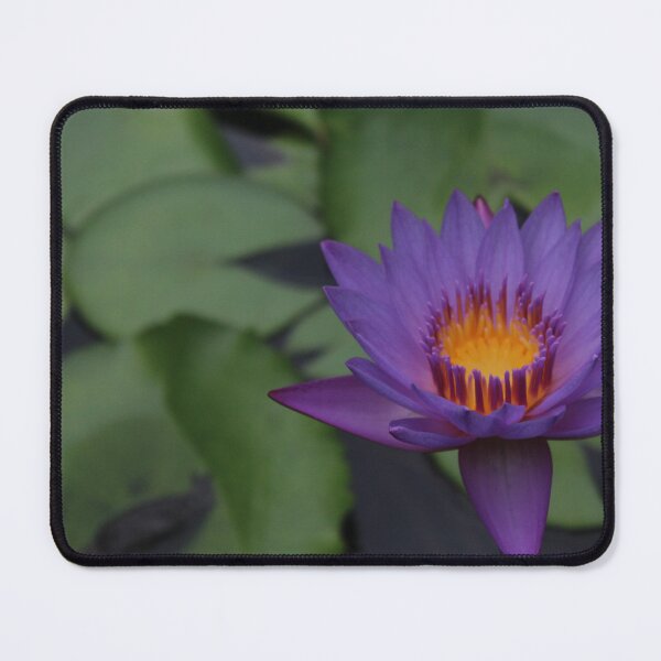 Item preview, Lotus flower - Nature photography  designed and sold by Cha-s-lens.
