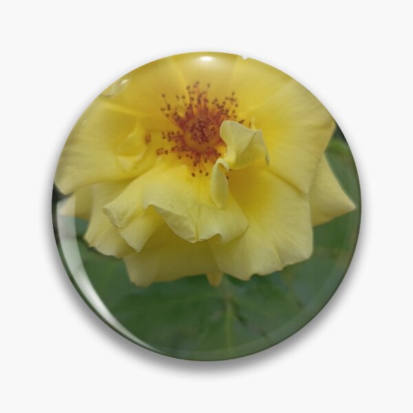 Item preview, Yellow Rose Blossom in Bloom with Natural Green Background designed and sold by PhuongVoArt.
