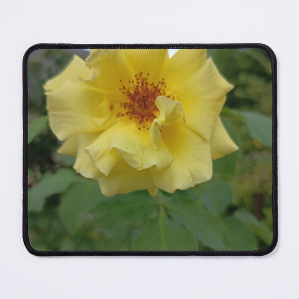 Item preview, Yellow Rose Blossom in Bloom with Natural Green Background designed and sold by PhuongVoArt.