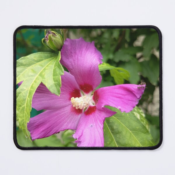 Item preview, Purple Rose of Sharon Blooming with Green Leaves in Summer designed and sold by PhuongVoArt.
