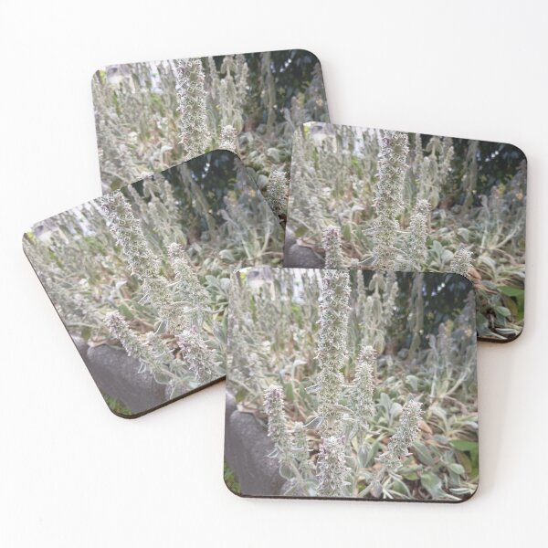 Item preview, Lamb's Ear Flower Spikes with Silvery Foliage in Garden designed and sold by PhuongVoArt.