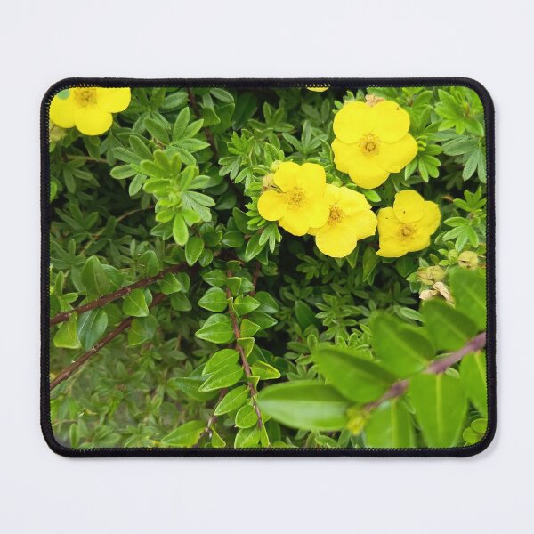 Item preview, Yellow Potentilla Flowers Blooming in Lush Green Garden Shrub designed and sold by PhuongVoArt.