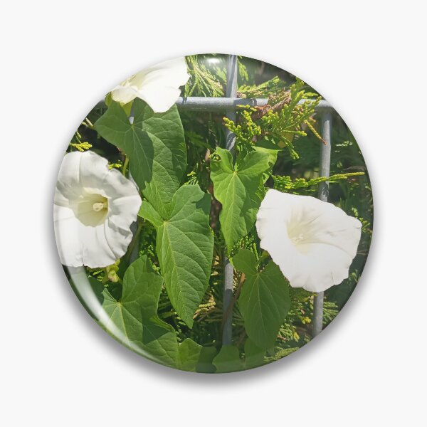 Artikelvorschau, White Hedge Bindweed Flowers Climbing on Garden Fence entworfen und verkauft von PhuongVoArt.
