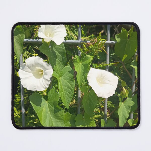 Item preview, White Hedge Bindweed Flowers Climbing on Garden Fence designed and sold by PhuongVoArt.
