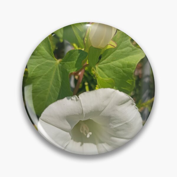 Item preview, White Hedge Bindweed Flower Close Up with Green Leaves designed and sold by PhuongVoArt.
