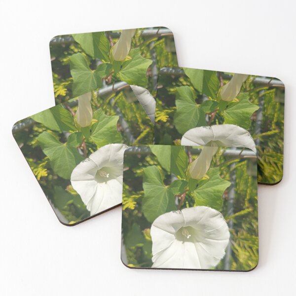 Item preview, White Hedge Bindweed Flower Close Up with Green Leaves designed and sold by PhuongVoArt.