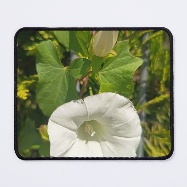 Item preview, White Hedge Bindweed Flower Close Up with Green Leaves designed and sold by PhuongVoArt.