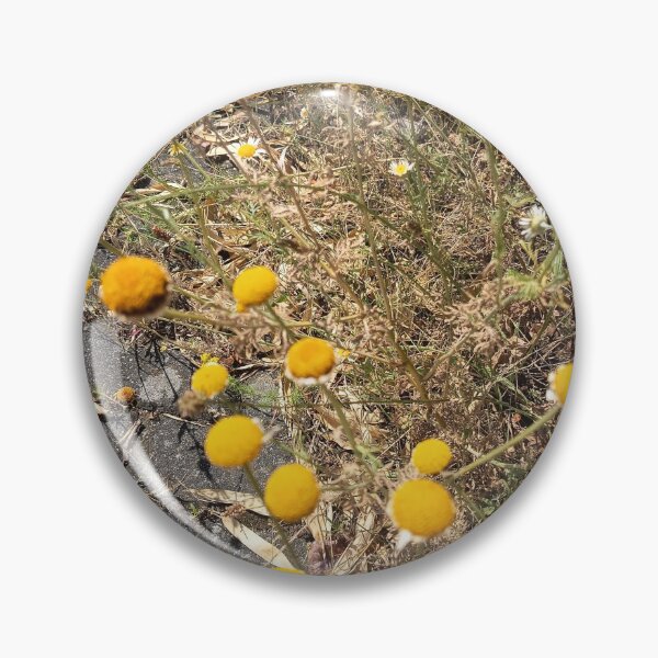Item preview, Yellow Pineappleweed Wildflowers Growing Along Sunny Pathway designed and sold by PhuongVoArt.