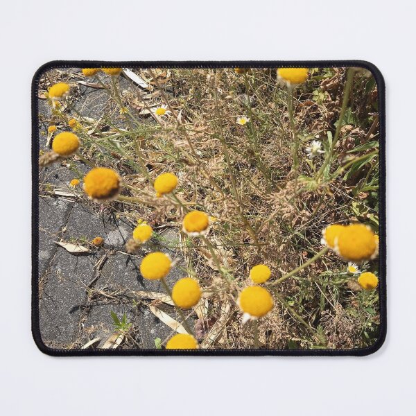 Item preview, Yellow Pineappleweed Wildflowers Growing Along Sunny Pathway designed and sold by PhuongVoArt.
