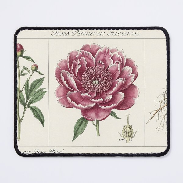 Artikelvorschau, Vintage botanische Illustration rosa Pfingstrosenstudie entworfen und verkauft von Apex_Visuals.