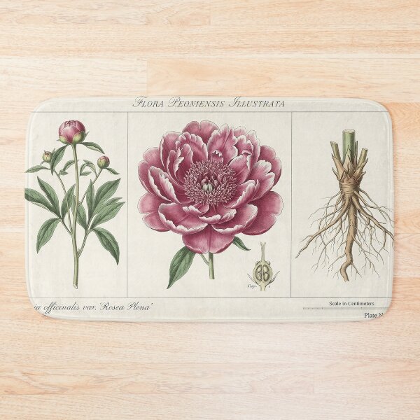 Item preview, Vintage Botanical Illustration Pink Peony Study designed and sold by Apex_Visuals.