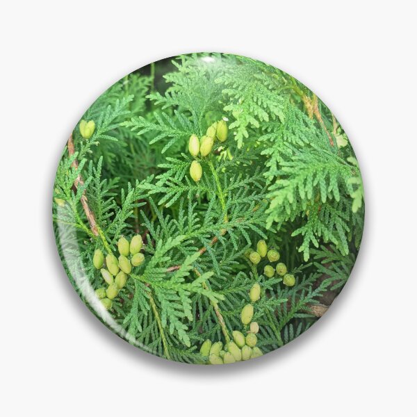 Item preview, Green Arborvitae Foliage with Fresh Cones in Summer Garden designed and sold by PhuongVoArt.