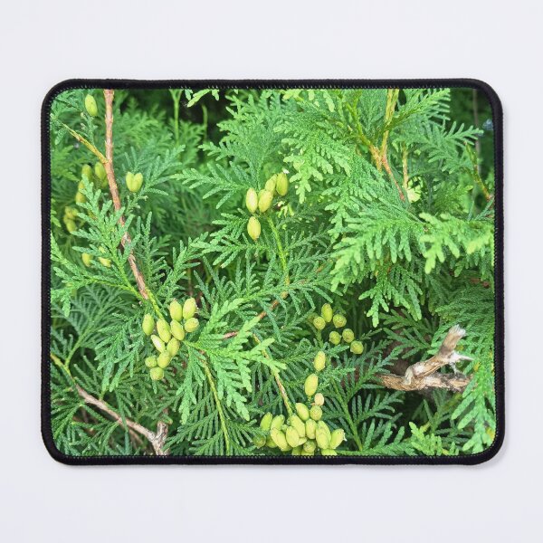 Item preview, Green Arborvitae Foliage with Fresh Cones in Summer Garden designed and sold by PhuongVoArt.