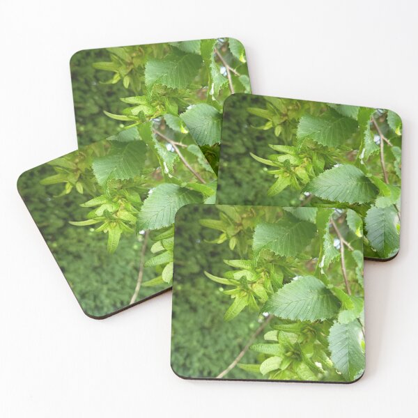 Item preview, Green Elm Leaves and Winged Samara Seeds on Tree Branch designed and sold by PhuongVoArt.