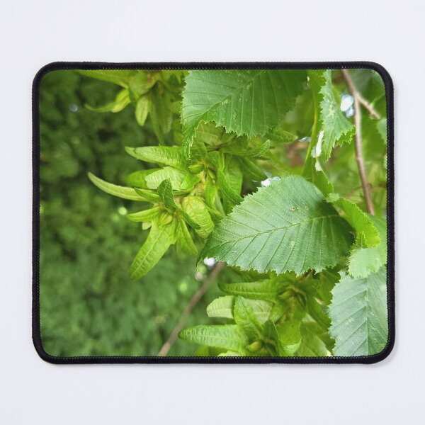 Item preview, Green Elm Leaves and Winged Samara Seeds on Tree Branch designed and sold by PhuongVoArt.