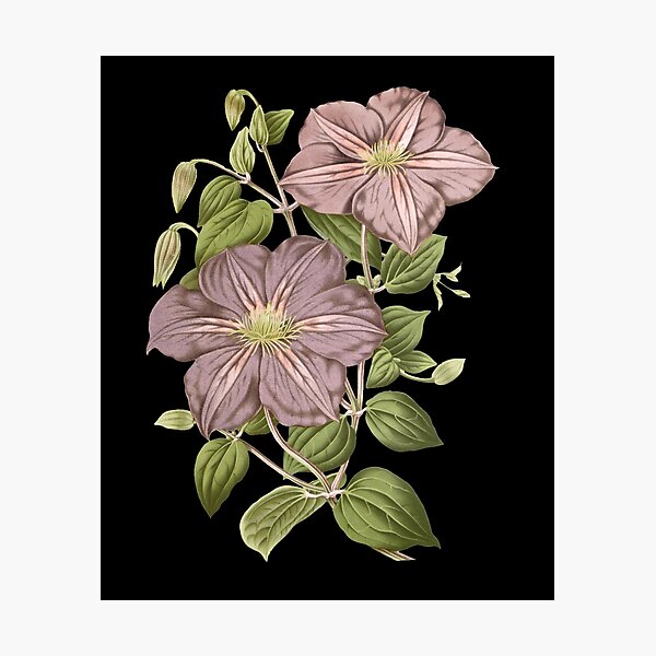 Item preview, Vintage Moody Mauve Floral Botanical Art designed and sold by Jyoti-Quotes.