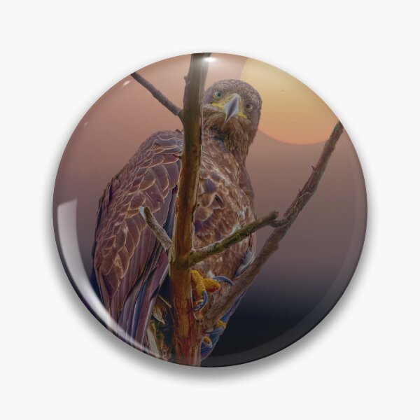 Item preview, Juvenile Eagle makes eye contact.  designed and sold by South 500 Photography.