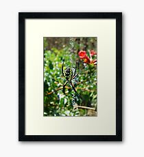 Sunbathing Garden Spider Framed Print