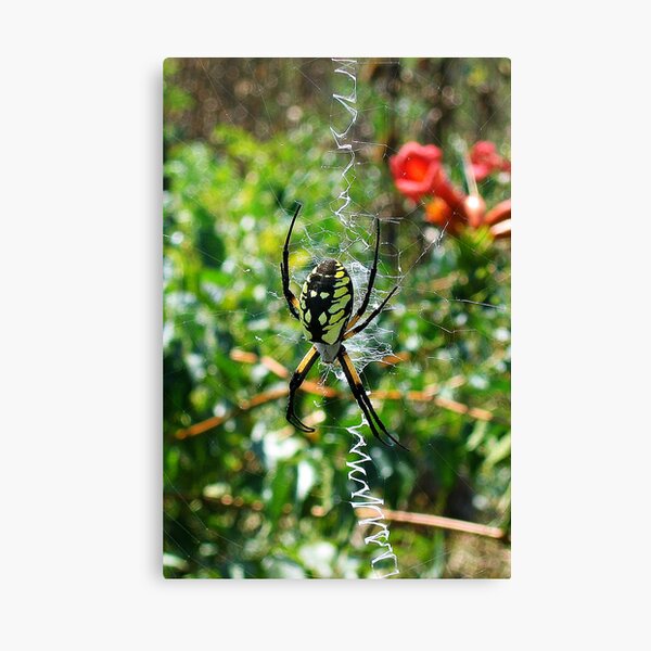 Item preview, Sunbathing Garden Spider designed and sold by jonnyboy98.