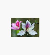 Flowers of the Hong Kong Orchid Tree - (Venice Florida) Art Board