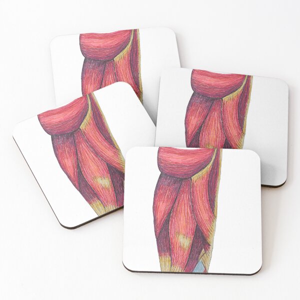 Item preview, hamstring muscles designed and sold by JJPA-C.