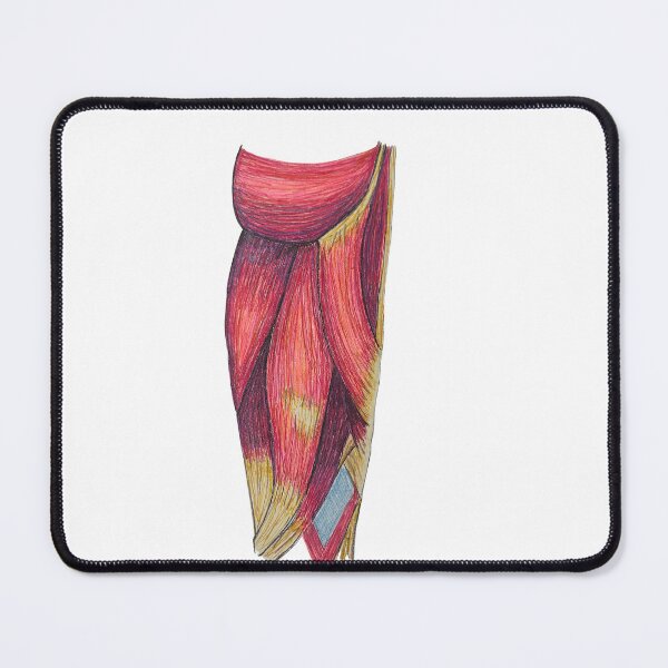 Item preview, hamstring muscles designed and sold by JJPA-C.