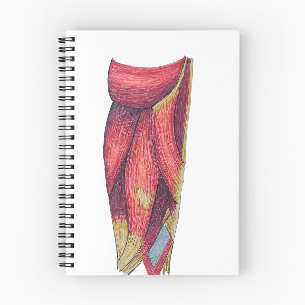 Item preview, hamstring muscles designed and sold by JJPA-C.