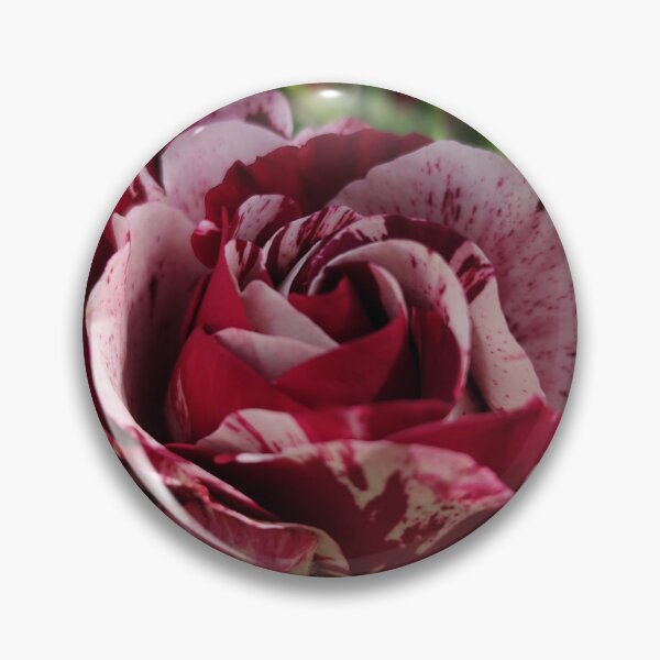 Item preview,  Silky Smooth Pink White Red Rose Rosa Catching Summer Sun designed and sold by vtspatial.