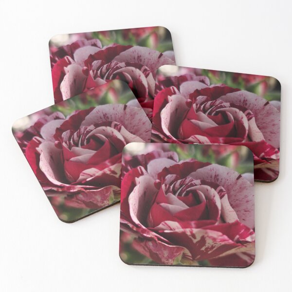 Item preview,  Silky Smooth Pink White Red Rose Rosa Catching Summer Sun designed and sold by vtspatial.