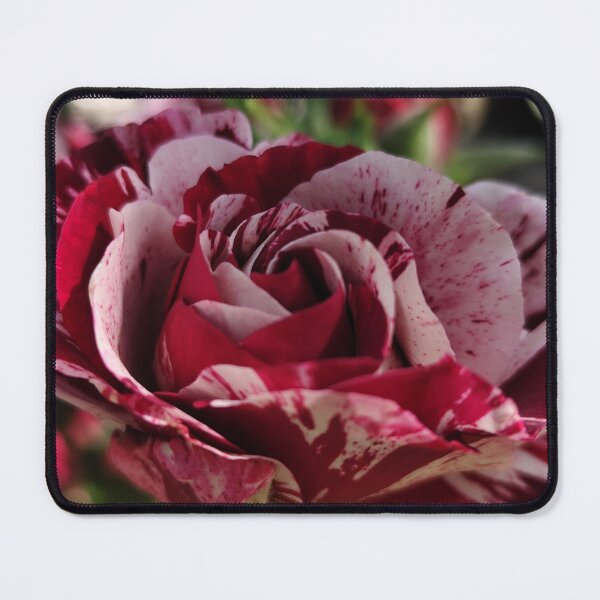 Item preview,  Silky Smooth Pink White Red Rose Rosa Catching Summer Sun designed and sold by vtspatial.
