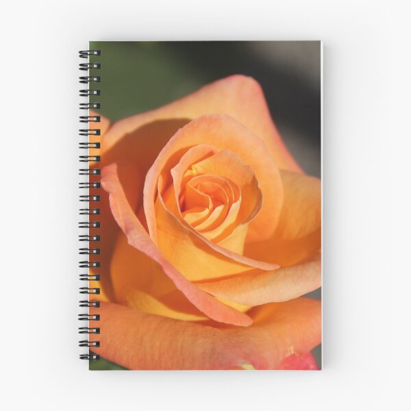 Item preview, Golden orange rose macro photography - Romantic floral bloom designed and sold by Cha-s-lens.