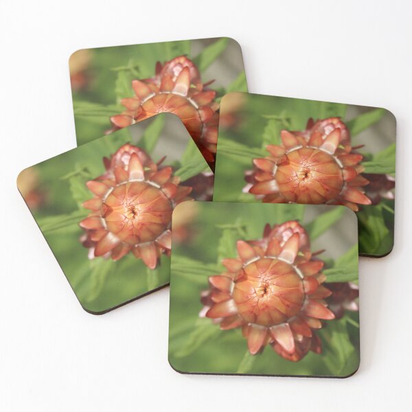 Item preview, Orange strawflower macro - Flower botanical photography designed and sold by Cha-s-lens.