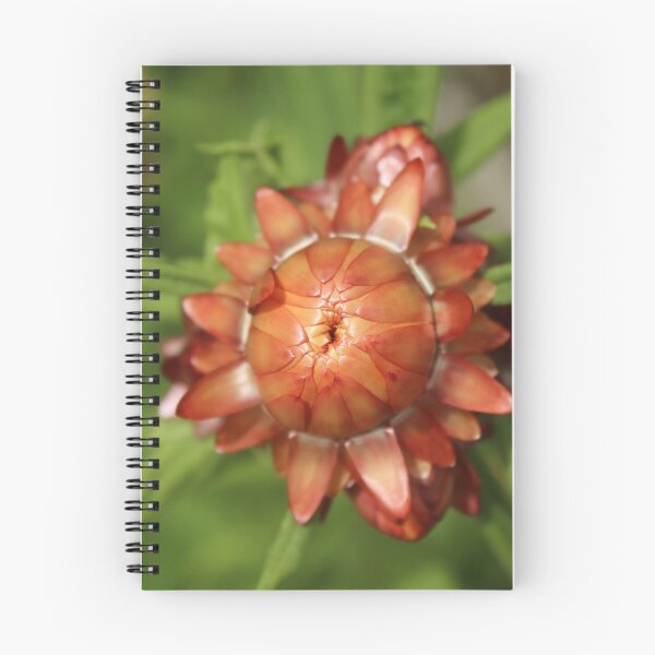 Item preview, Orange strawflower macro - Flower botanical photography designed and sold by Cha-s-lens.
