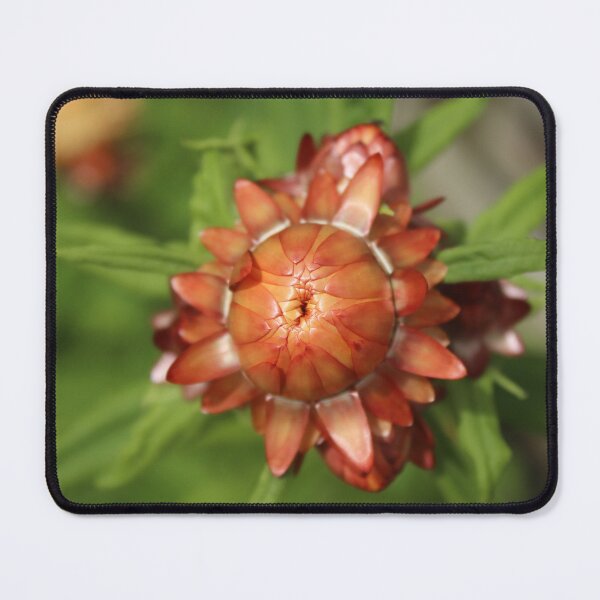 Item preview, Orange strawflower macro - Flower botanical photography designed and sold by Cha-s-lens.